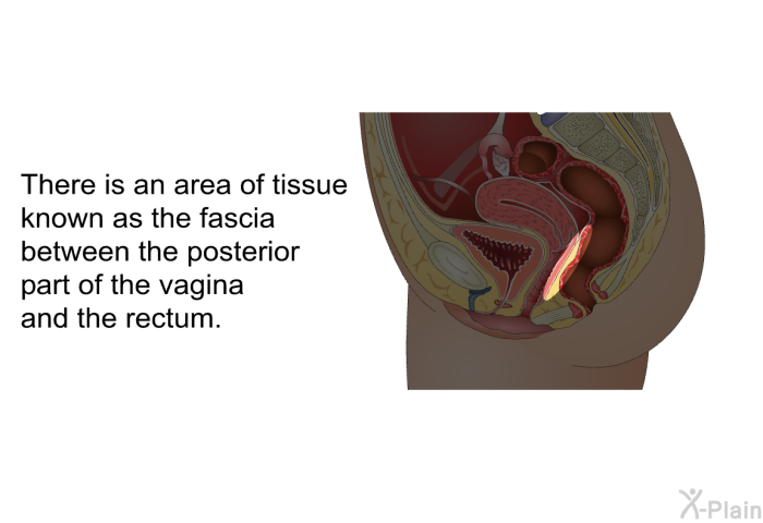 There is an area of tissue known as the fascia between the posterior part of the vagina and the rectum.