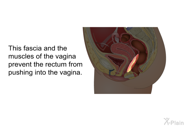 This fascia and the muscles of the vagina prevent the rectum from pushing into the vagina.