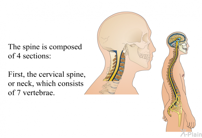 The spine is composed of 4 sections: First, the cervical spine, or neck, which consists of 7 vertebrae.