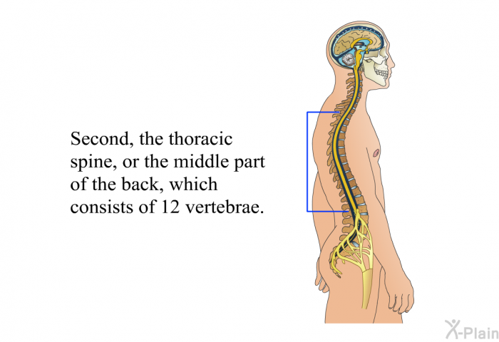 Second, the thoracic spine, or the middle part of the back, which consists of 12 vertebrae.