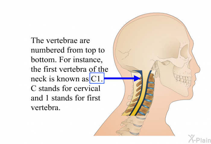 The vertebrae are numbered from top to bottom. For instance, the first vertebra of the neck is known as C1. C stands for cervical and 1 stands for first vertebra.