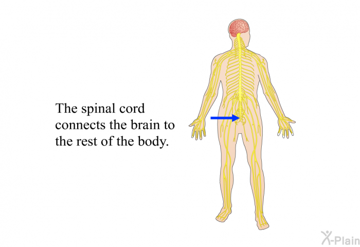 The spinal cord connects the brain to the rest of the body.