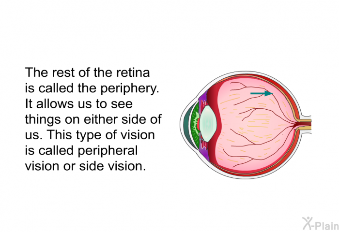 The rest of the retina is called the periphery. It allows us to see things on either side of us. This type of vision is called peripheral vision or side vision.