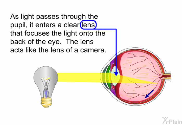 As light passes through the pupil, it enters a clear lens that focuses the light onto the back of the eye. The lens acts like the lens of a camera.