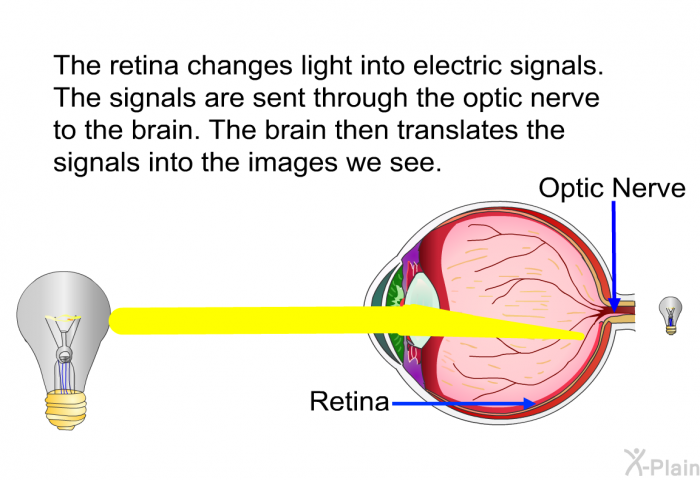 The retina changes light into electric signals. The signals are sent through the optic nerve to the brain. The brain translates the signals into the images we see.