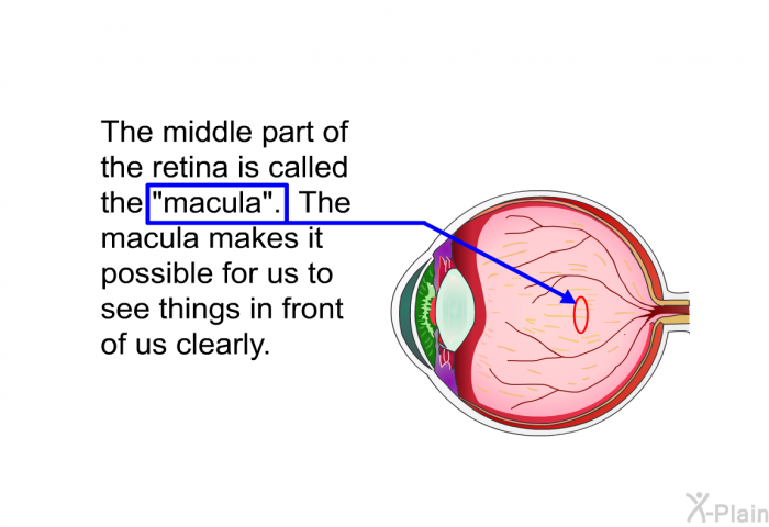 The middle part of the retina is called the “macula”. The macula makes it possible for us to see things in front of us clearly.