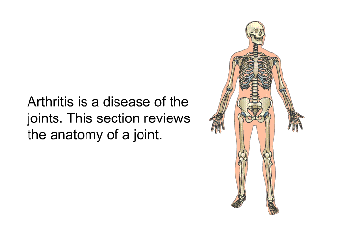 Arthritis is a disease of the joints. This section reviews the anatomy of a joint.