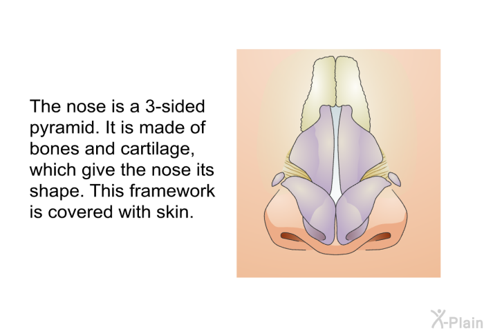The nose is a 3-sided pyramid. It is made of bones and cartilage, which give the nose its shape. This framework is covered with skin.