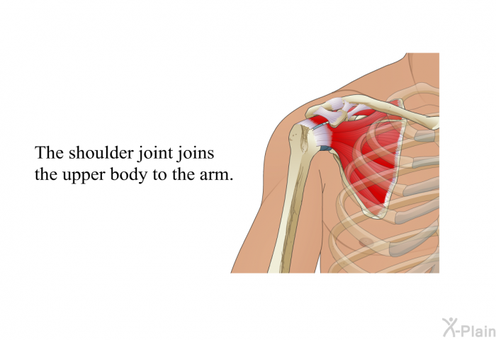 The shoulder joint joins the upper body to the arm.