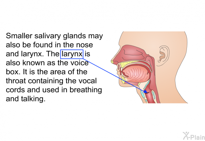 Smaller salivary glands may also be found in the nose and larynx. The larynx is also known as the voice box. It is the area of the throat containing the vocal cords and used in breathing and talking.