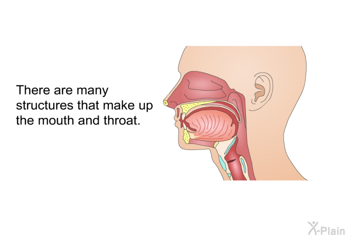 There are many structures that make up the mouth and throat.