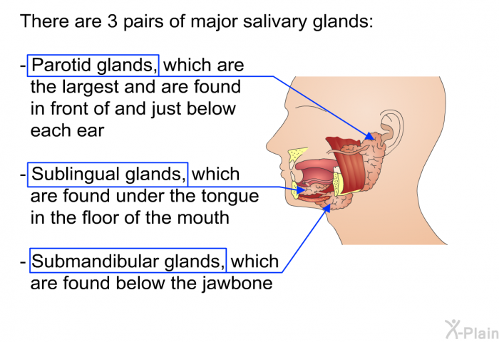 There are 3 pairs of major salivary glands:  Parotid glands, which are the largest and are found in front of and just below each ear Sublingual glands, which are found under the tongue in the floor of the mouth Submandibular glands, which are found below the jawbone