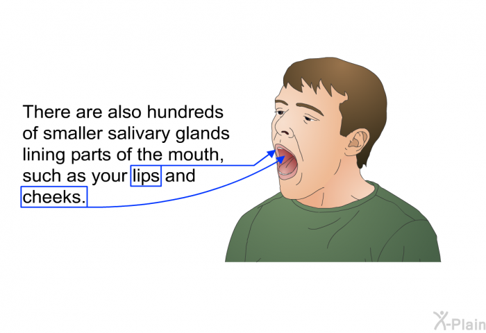 There are also hundreds of smaller salivary glands lining parts of the mouth, such as your lips and cheeks.