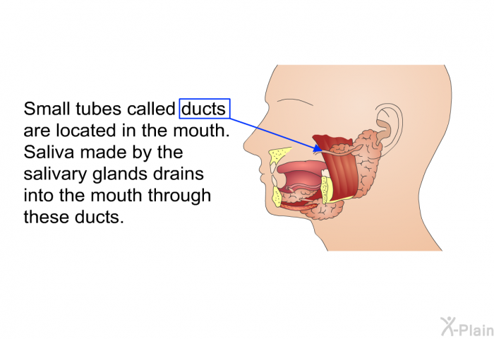 Small tubes called ducts are located in the mouth. Saliva made by the salivary glands drains into the mouth through these ducts.