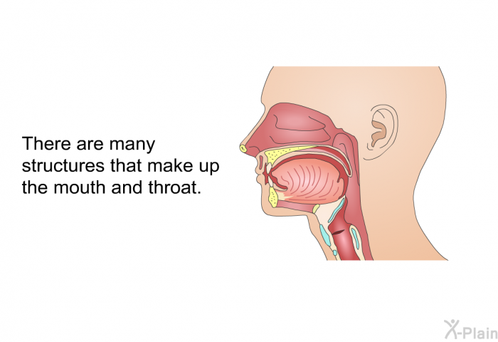 There are many structures that make up the mouth and throat.