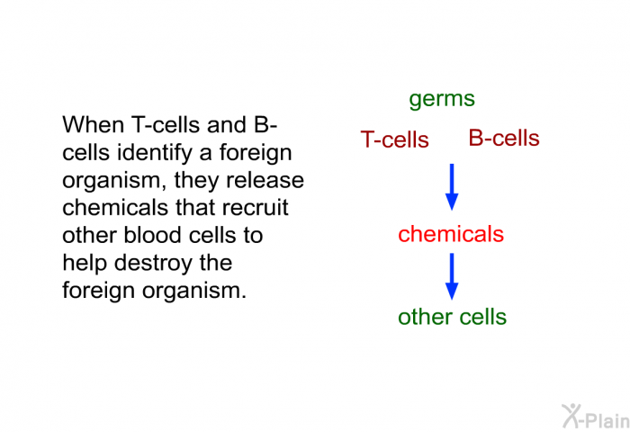 When T-cells and B-cells identify a foreign organism, they release chemicals that recruit other blood cells to help destroy the foreign organism.