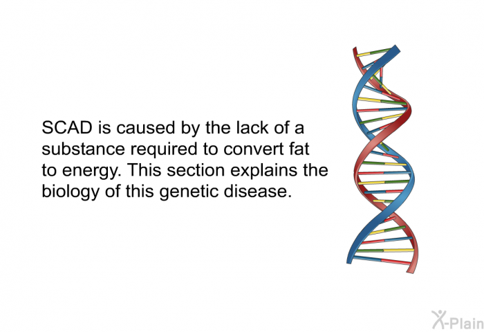 SCAD is caused by the lack of a substance required to convert fat to energy. This section explains the biology of this genetic disease.