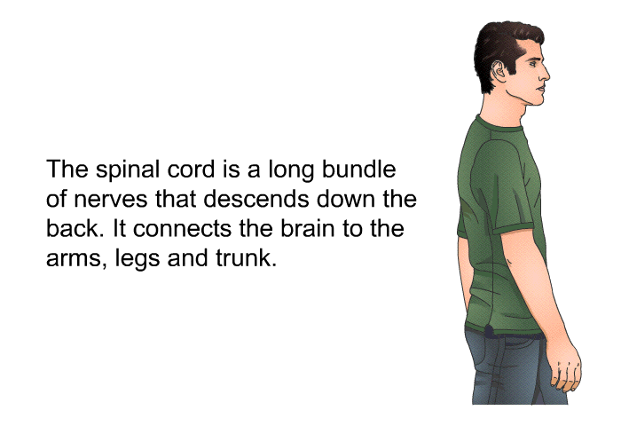 The spinal cord is a long bundle of nerves that descends down the back. It connects the brain to the arms, legs and trunk.