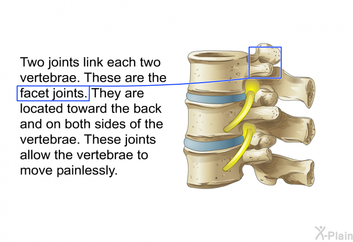 Two joints link each two vertebrae. These are the facet joints. They are located toward the back and on both sides of the vertebrae. These joints allow the vertebrae to move painlessly.