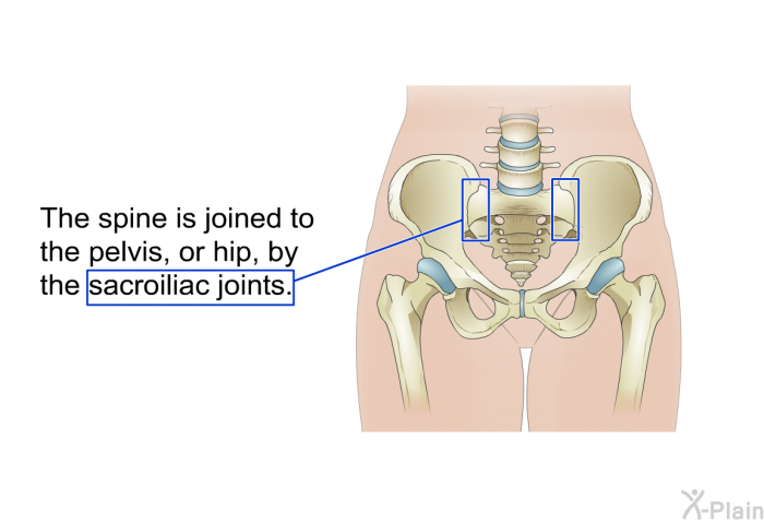 The spine is joined to the pelvis, or hip, by the sacroiliac joints.