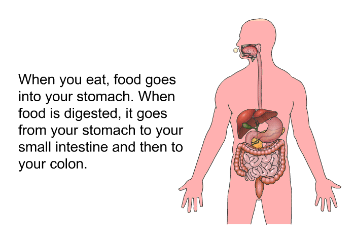 When you eat, food goes into your stomach. When food is digested, it goes from your stomach to your small intestine and then to your colon.