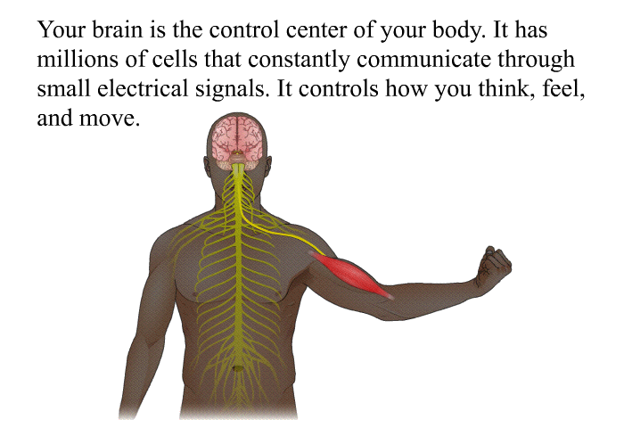 Your brain is the control center of your body. It has millions of cells that constantly communicate through small electrical signals. It controls how you think, feel, and move.