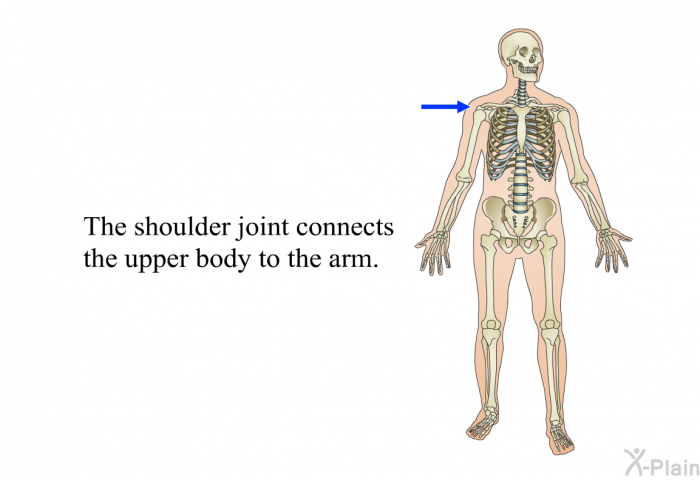 The shoulder joint connects the upper body to the arm.