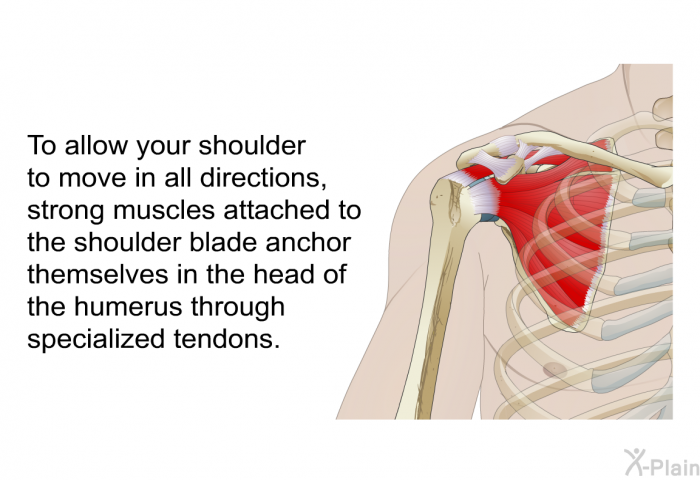 To allow your shoulder to move in all directions, strong muscles attached to the shoulder blade anchor themselves in the head of the humerus through specialized tendons.