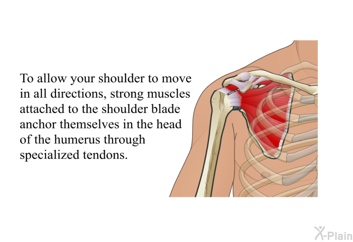 To allow your shoulder to move in all directions, strong muscles attached to the shoulder blade anchor themselves in the head of the humerus through specialized tendons.