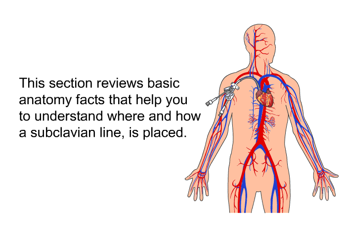 This section reviews basic anatomy facts that help you to understand where and how a subclavian line is placed.