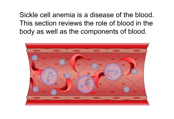 Sickle cell anemia is a disease of the blood. This section reviews the role of blood in the body as well as the components of blood.