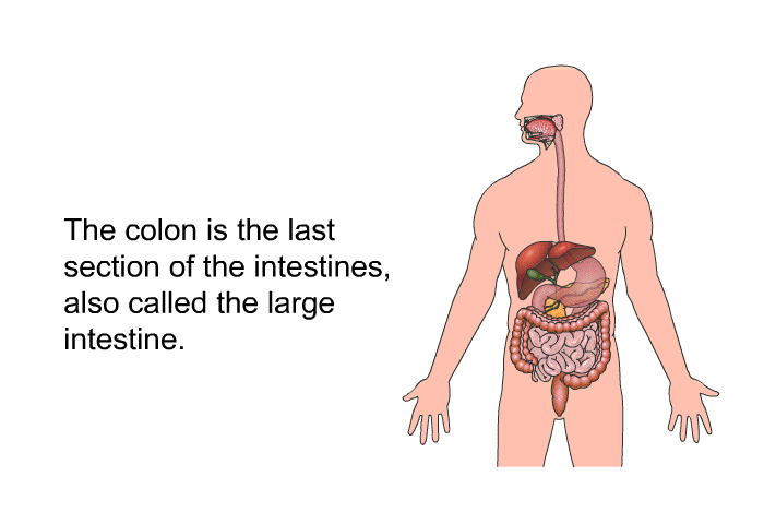 The colon is the last section of the intestines, also called the large intestine.