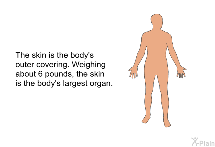 The skin is the body's outer covering. Weighing about 6 pounds, the skin is the body's largest organ.
