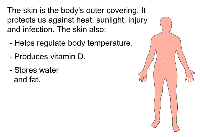 The skin is the body's outer covering. It protects us against heat, sunlight, injury and infection. The skin also:  Helps regulate body temperature. Produces vitamin D. Stores water and fat.