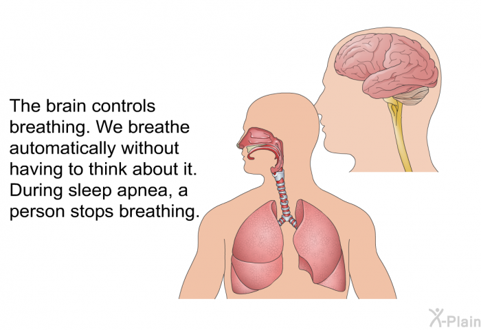 The brain controls breathing. We breathe automatically without having to think about it. During sleep apnea, a person stops breathing.