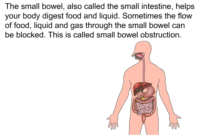 The small bowel, also called the small intestine, helps your body digest food and liquid. Sometimes the flow of food, liquid and gas through the small bowel can be blocked. This is called small bowel obstruction.