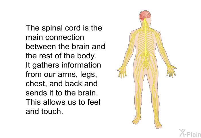 The spinal cord is the main connection between the brain and the rest of the body. It gathers information from our arms, legs, chest, and back and sends it to the brain. This allows us to feel and touch.