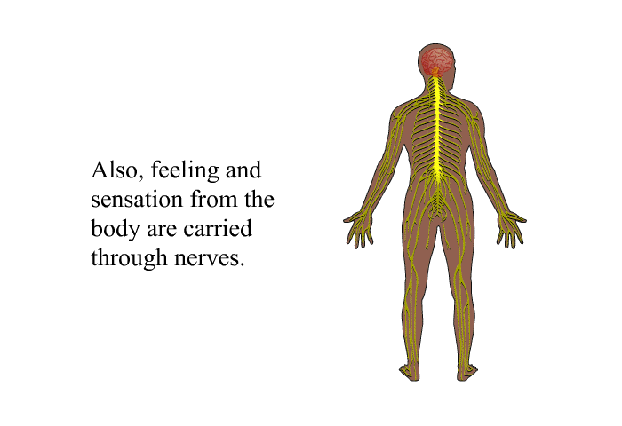 Also, feeling and sensation from the body are carried through nerves.