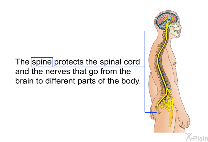 The spine protects the spinal cord and the nerves that go from the brain to different parts of the body.