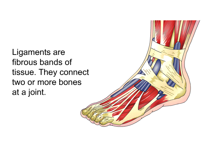 Ligaments are fibrous bands of tissue. They connect two or more bones at a joint.