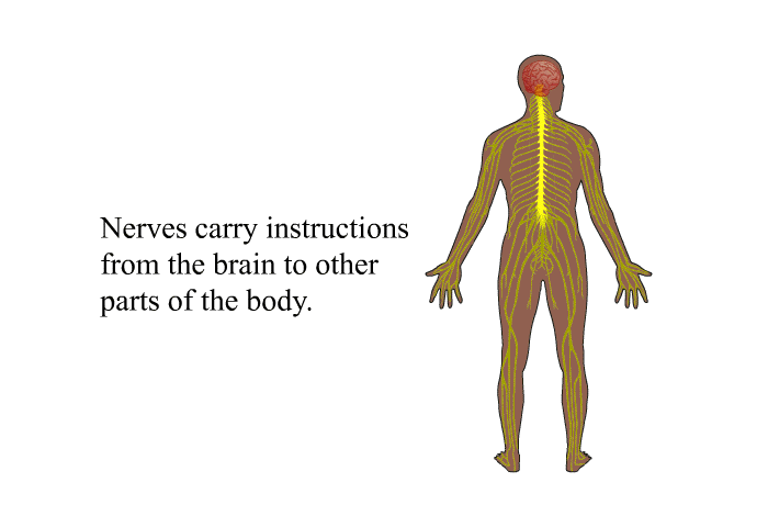 Nerves carry instructions from the brain to other parts of the body.