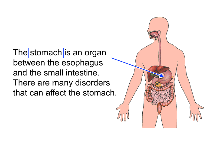 The stomach is an organ between the esophagus and the small intestine. There are many disorders that can affect the stomach.