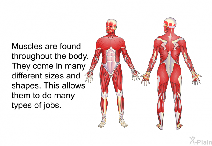 Muscles are found throughout the body. They come in many different sizes and shapes. This allows them to do many types of jobs.