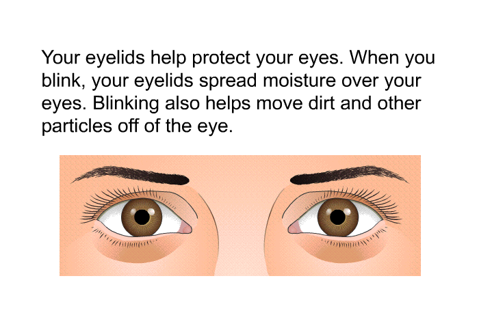Your eyelids help protect your eyes. When you blink, your eyelids spread moisture over your eyes. Blinking also helps move dirt and other particles off of the eye.