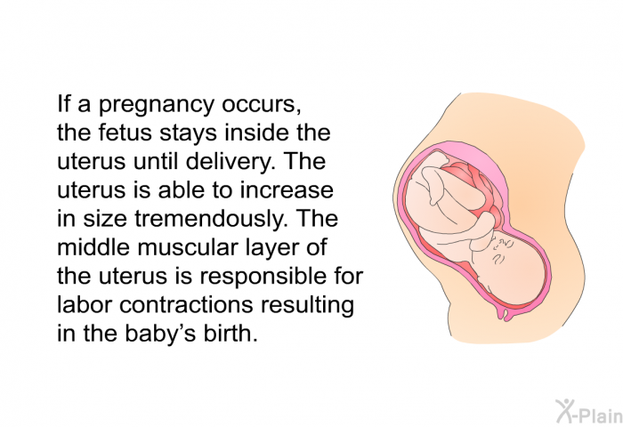 If a pregnancy occurs, the fetus stays inside the uterus until delivery. The uterus is able to increase in size tremendously. The middle muscular layer of the uterus is responsible for labor contractions resulting in the baby's birth.