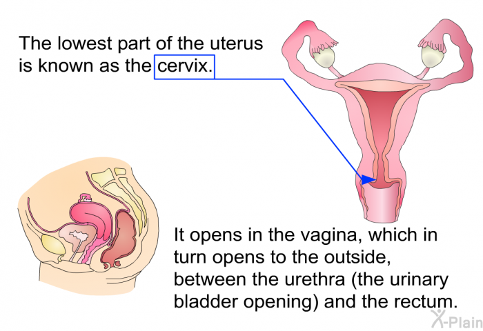 The lowest part of the uterus is known as the cervix. It opens in the vagina, which in turn opens to the outside, between the urethra (the urinary bladder opening) and the rectum.