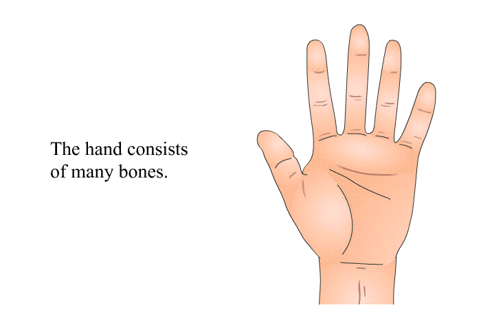 The hand consists of many bones.
