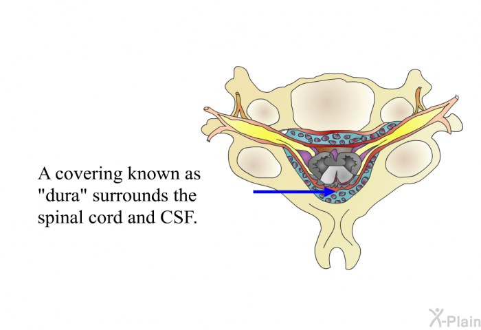 A covering known as "dura" surrounds the spinal cord and CSF.