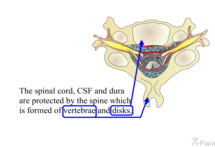 The spinal cord, CSF and dura are protected by the spine which is formed of vertebrae and disks.