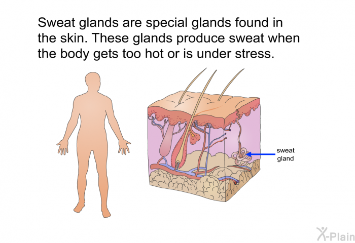 Sweat glands are special glands found in the skin. These glands produce sweat when the body gets too hot or is under stress.